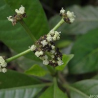 Psychotria nigra var. nigra